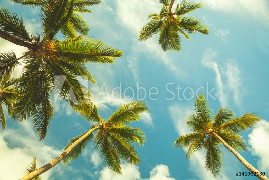 Picture of Coconut palm trees in cloudy sky
